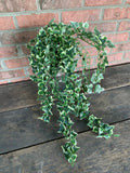 33" Star Ivy Hanging Bush Variegated