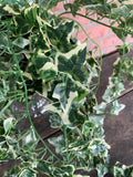 33" Star Ivy Hanging Bush Variegated