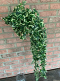 33" Star Ivy Hanging Bush Variegated