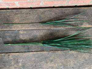 12 Stems - 30" Onion Grass