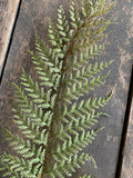 31" Plastic Flocked Fern Stem