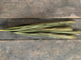 33" Foxtail Bush