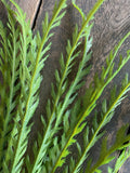 26" Seaweed Fern Bush