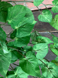 25" Potato Leaf Bush x168