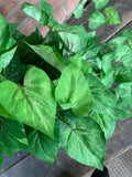 25" Potato Leaf Bush x168