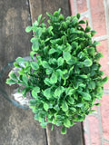 12 Stems - 7" Boxwood Pick