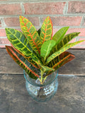 13" Croton Spray