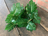 16" Philo Bush x9 with 54 Leaves