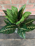 16" Zebra Plant with 18 Leaves