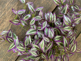 14" Wandering Jew Bush x18