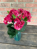 18" Hydrangea Bush x5 - Hot Pink Beauty