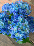 19" High Quality Hydrangea Bush x5 - Blue