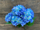 19" High Quality Hydrangea Bush x5 - Blue