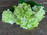 19" High Quality Hydrangea Bush x5 - Light Green