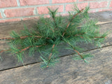 24" Austrian Weeping Pine Swag x24