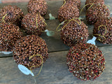 12 pcs - 3.5" Chocolate Beaded Ball Ornament with Gold Hanger