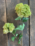 34" Blown Viburnum Stem - Light Green