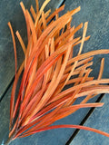 Bright Orange Paper Grass Bush