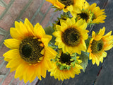 Large Sunflower Bush