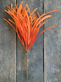 Bright Orange Paper Grass Bush